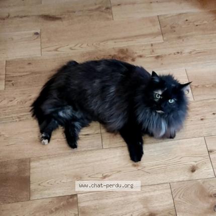 Photo 1/1 Chat retrouvé Perdu à Lille