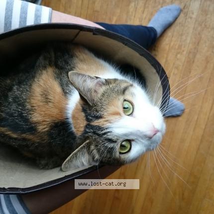 Photo 1/1 Chat retrouvé Perdu à Toronto