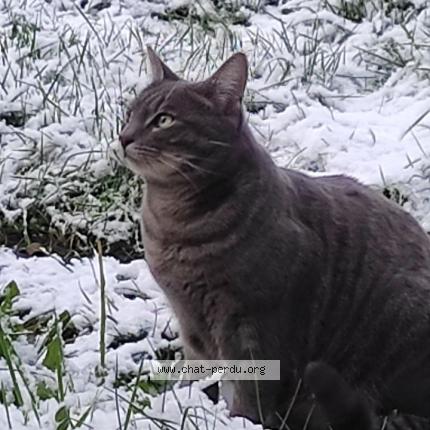 Photo de chat perdu à Cany Barville