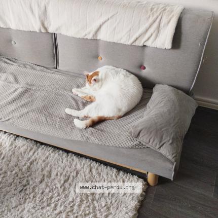 Photo de chat perdu à Pau