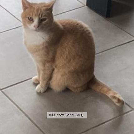 Photo de chat perdu à Felines