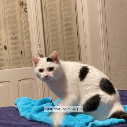 Photo 1/1 Chat retrouvé Perdu à Nancy