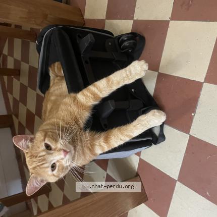 Photo 1/1 Chat retrouvé Perdu à Paris