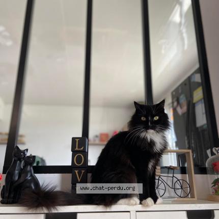 Photo de chat perdu à Beaumont De Lomagne
