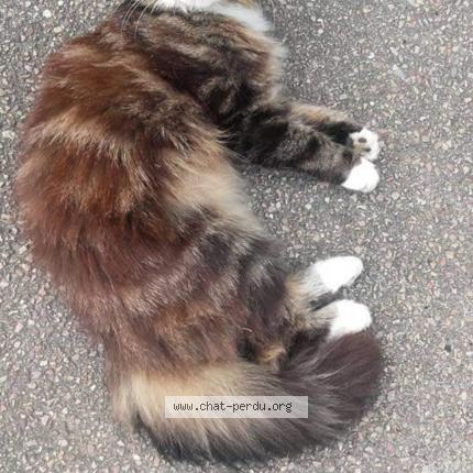 Photo 1/1 Chat retrouvé Perdu à Saint Loyer Des Champs