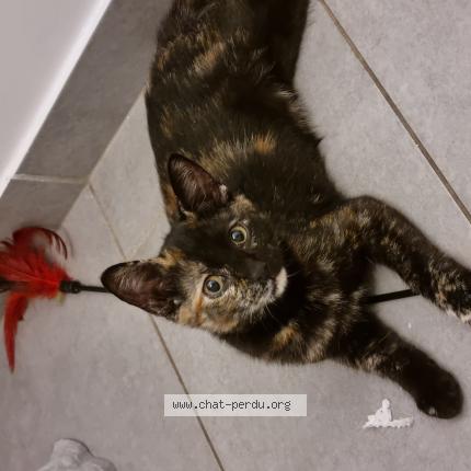 Photo de chat perdu à Hyeres