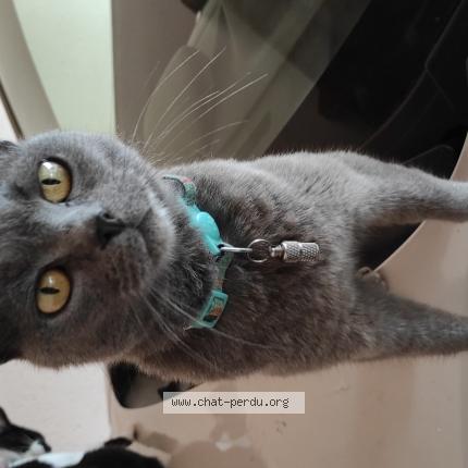 Photo de chat perdu à Notre Dame De Boisset
