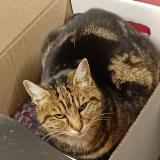 Photo de chat perdu à Saint Remy Les Chevreuse