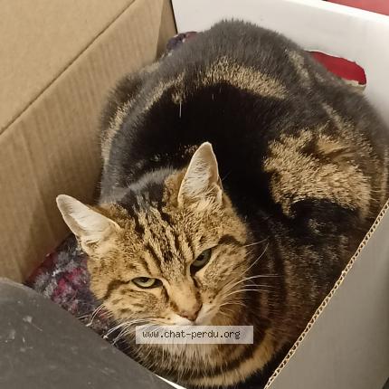 Photo 1/1 Chat retrouvé Perdu à Saint remy les chevreuse