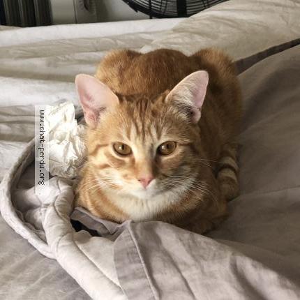 Photo de chat perdu à Cergy