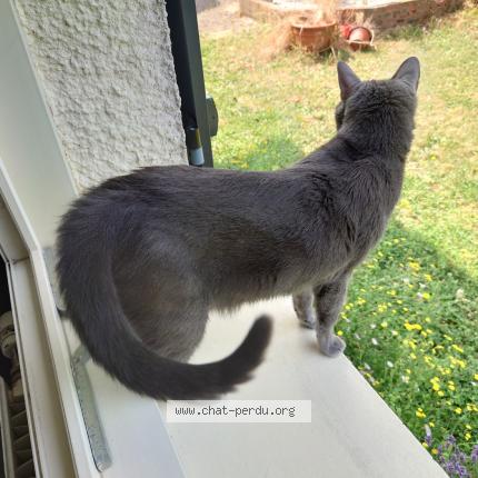 Photo 1/1 Chat retrouvé Perdu à Cholet