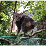 Photo de chat perdu à Liege