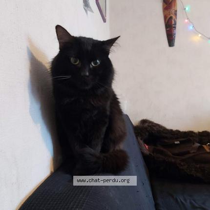 Photo 1/1 Chat retrouvé Perdu à Rennes
