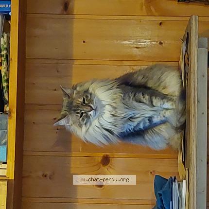 Photo 2/2 Véronique Aumeunier Chat perdu à Gap