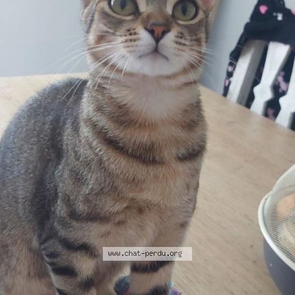 Photo de chat perdu à Lunel