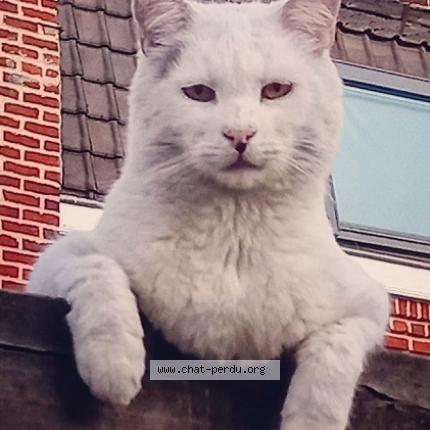 Photo 1/1 Chat retrouvé Perdu à Annoeullin