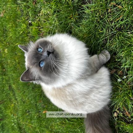 Photo 1/1 Chat retrouvé Perdu à Saacy sur marne