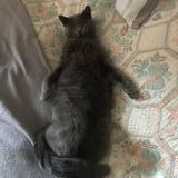 Photo de chat perdu à Serres