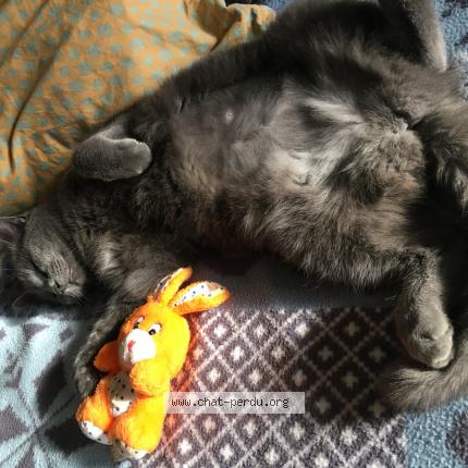 Photo 2/2 Chat retrouvé Perdu à Serres