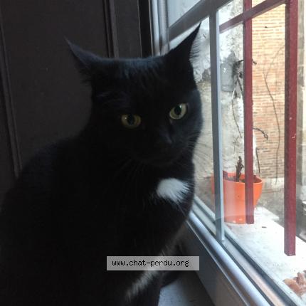 Photo 1/1 Chat retrouvé Perdu à Agen