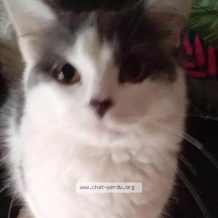 Photo de chat perdu à Saint Sylvain D Anjou