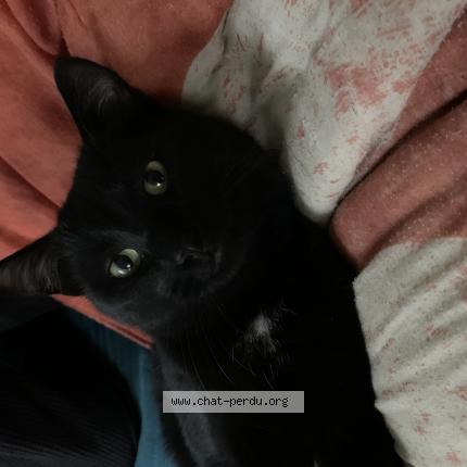 Photo de chat perdu à Chaudron