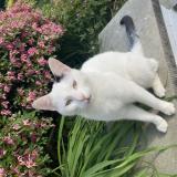 Photo de chat perdu à Jamioulx