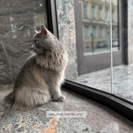 Photo 1/1 Chat retrouvé Perdu à Lyon