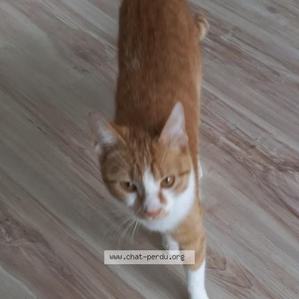 Photo de chat perdu à Orleans 45000