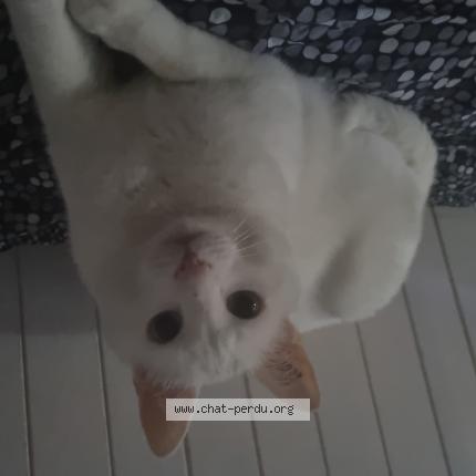 Photo 1/1 Chat retrouvé Perdu à Paris