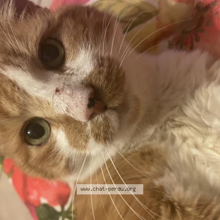 Photo de chat perdu à Valence