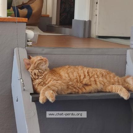 Photo de chat perdu à Lyon