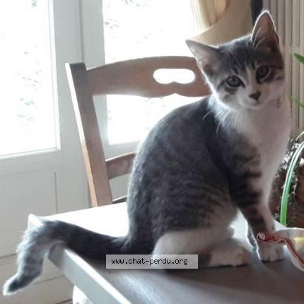 Photo de chat perdu à Sainte Foy L Argentiere