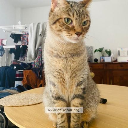 Photo 1/1 Chat retrouvé Perdu à Versailles