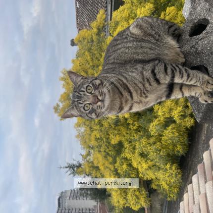 Photo de chat perdu à Bordeaux