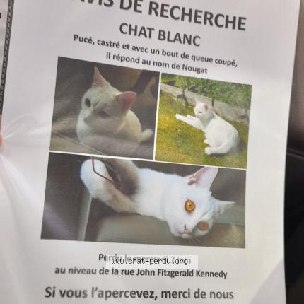 Photo 1/1 Chat retrouvé Perdu à Wasquehal