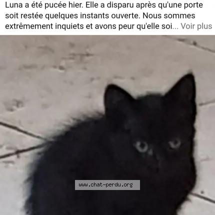 Photo 1/1 Chat retrouvé Perdu à Gareoult