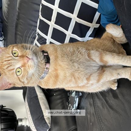 Photo 1/1 Chat retrouvé Perdu à Champigny Sur Marne