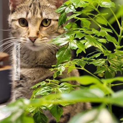 Photo de chat perdu à Ste Foy Les Lyon
