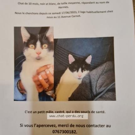 Photo de chat perdu à Ales