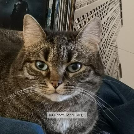 Photo de chat perdu à Rumilly