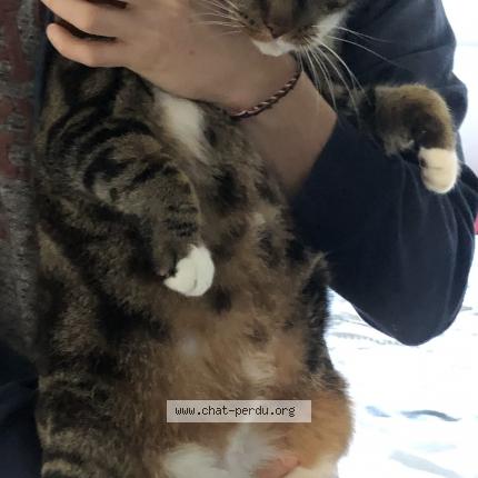 Photo 1/4 Guinness Chat perdu à Bonchamps les laval