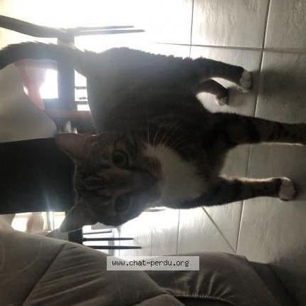 Photo 2/4 Guinness Chat perdu à Bonchamps les laval