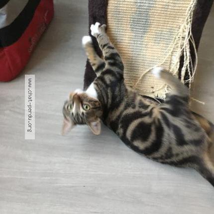 Photo 3/4 Guinness Chat perdu à Bonchamps les laval