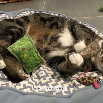 Photo 4/4 Guinness Chat perdu à Bonchamps les laval