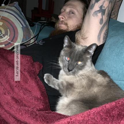 Photo de chat perdu à Thorigny Sur Marne