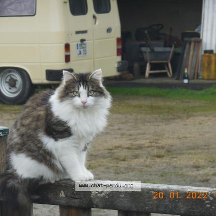 Photo de chat perdu à Maransin