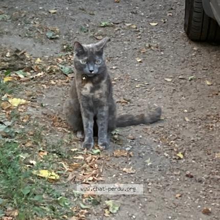 Photo de chat perdu à Montrichard Val De Cher