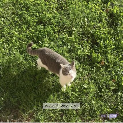 Photo de chat perdu à Orleans