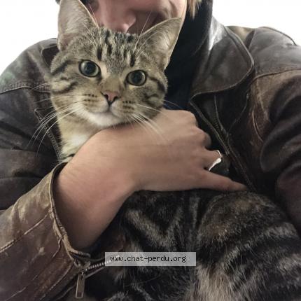 Photo 1/1 Chat retrouvé Perdu à Paris